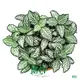 Fittonia Tiger Indoor Plants: High-Quality and Competitively Priced 1