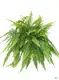 Nephrolepis Fern Tray Plug - Indoor Gardening Plant for All Customers 1
