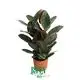 High-Quality Variegated Ficus Elastica 'Ruby' - Order Now! 1