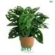 Wholesale Variegated Monstera Plants 1