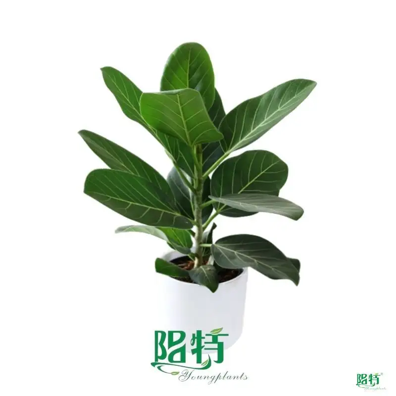 High-Quality Ficus Bonsai - Easy Care, Indoor/Outdoor - Reserve Now! 1