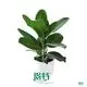 High-Quality Ficus Bonsai - Easy Care, Indoor/Outdoor - Reserve Now! 1