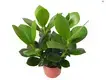 Clusia Rosea Queen Wholesale Young Plants - The Future of Flower & Gardening 1
