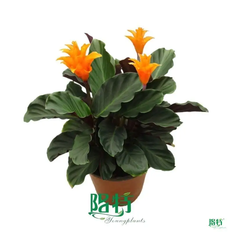 Calathea Crocata - Vibrant Indoor Flowering Plant 1