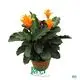 Calathea Crocata - Vibrant Indoor Flowering Plant 1