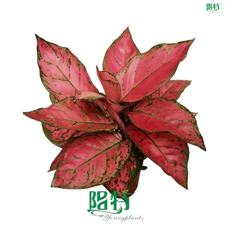 Colorful Aglaonema Lady Valentine Red Plant 1