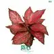 Colorful Aglaonema Lady Valentine Red Plant 1