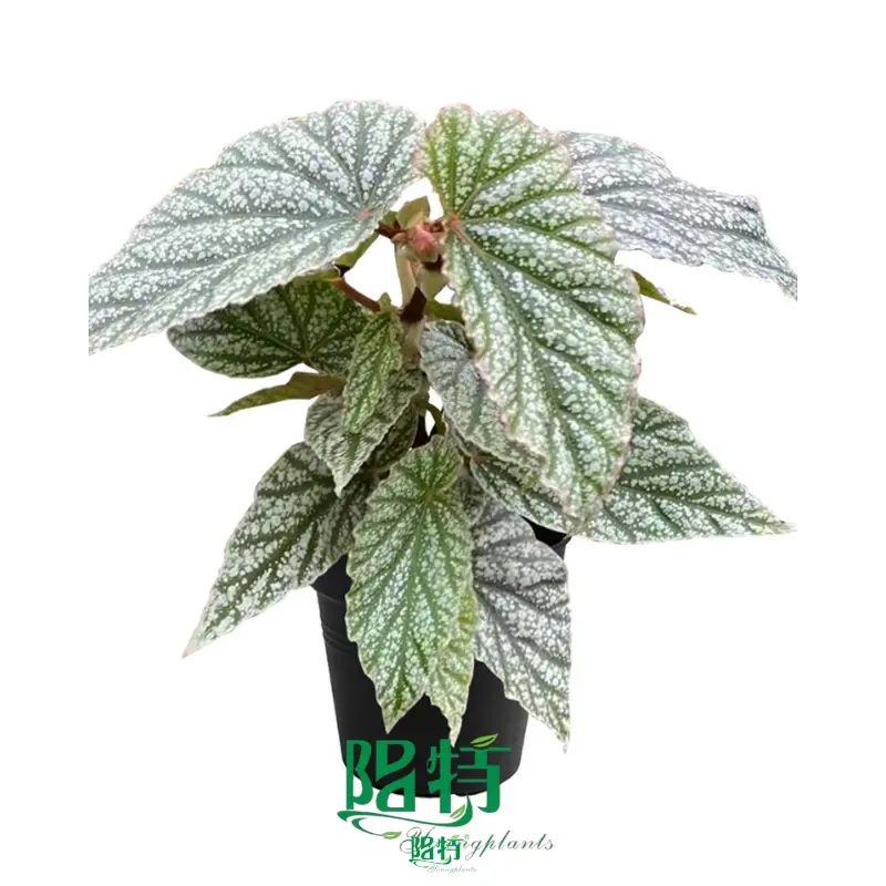 Begonia Tissue Culture Plants: Rich Varieties, Reliable Quality 1