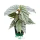 Begonia Tissue Culture Plants: Rich Varieties, Reliable Quality 1