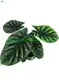 Natural Young Live Bonsai Tissue Cultured Tray for Alocasia Plant 1