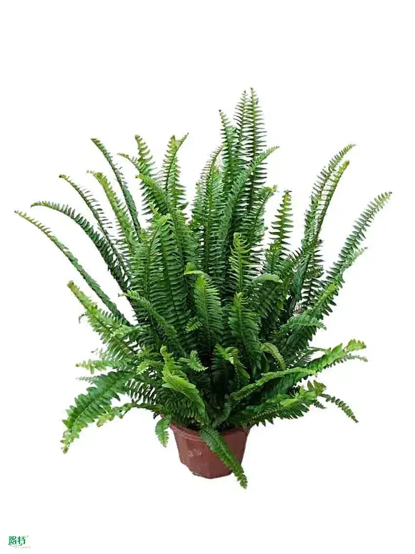 Efficiently Manufactured Tray Young Fern: Tree Fern Indoor Plant 1