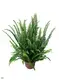 Efficiently Manufactured Tray Young Fern: Tree Fern Indoor Plant 1