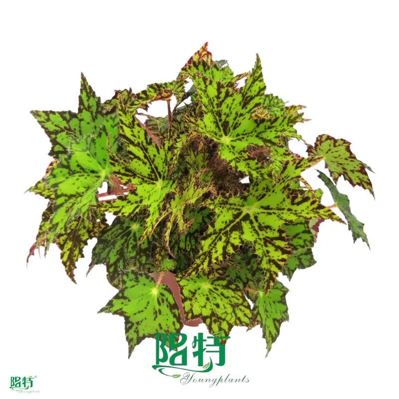 Begonia Wholesale: Fresh, Colorful, and Trendy Indoor Plants 1