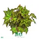 Begonia Wholesale: Fresh, Colorful, and Trendy Indoor Plants 1