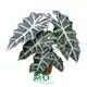 Black Stem Alocasia Live Plantlets Wholesale 1