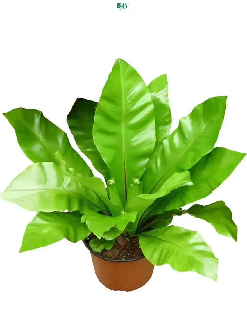 Neottopteris Tray Plug: Efficient Indoor Plant production 1