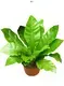 Neottopteris Tray Plug: Efficient Indoor Plant production 1
