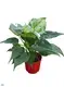 High-Quality Alocasia Cucullata Live Plantlets 1