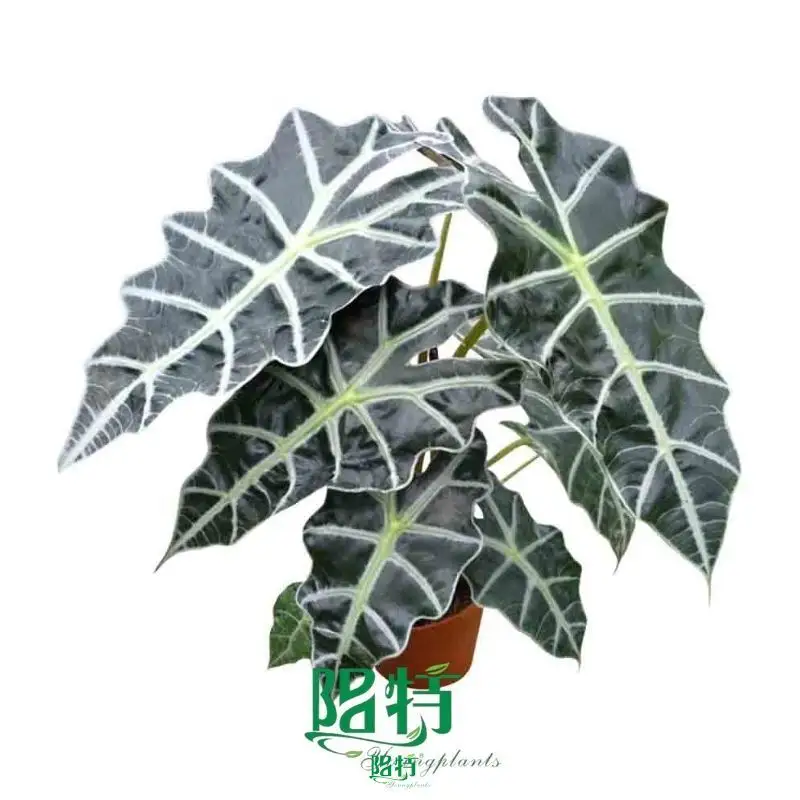 Alocasia Dewarf Amazonica Live Plantlets - Latest Technology, Wholesale 1