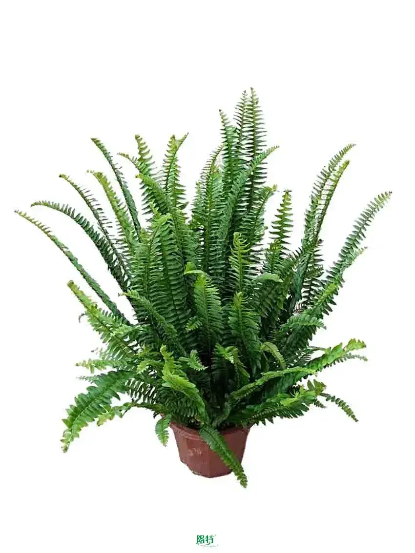 Efficient Nephrolepis Auriculata Indoor Plant by Foshan Sanshui Youngplants Co. 1