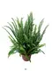 Efficient Nephrolepis Auriculata Indoor Plant by Foshan Sanshui Youngplants Co. 1