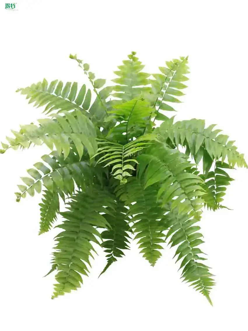Efficient Technology for Fern Nephrolepis Macho Tissue Culture Tray Live Plant 1