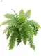 Efficient Technology for Fern Nephrolepis Macho Tissue Culture Tray Live Plant 1