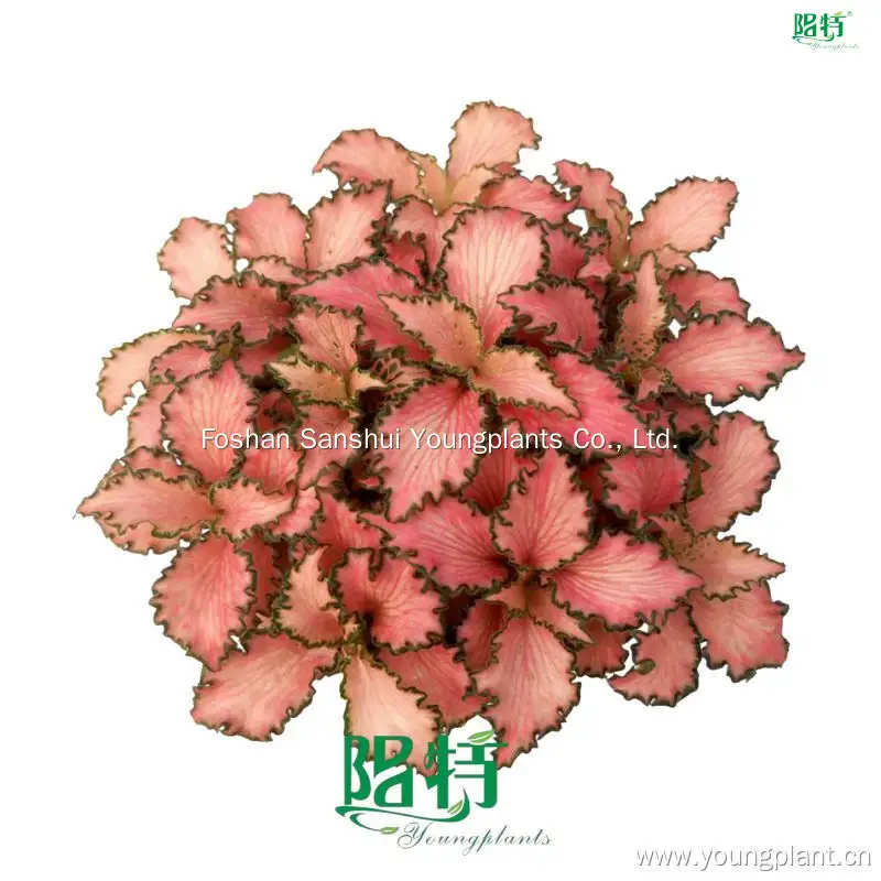 Pink Nerve Plant - Vibrant Indoor Plant with White Veins 1