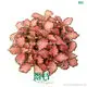 Pink Nerve Plant - Vibrant Indoor Plant with White Veins 1