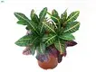 Codiaeum Variegatum Pictum Bonsai Tray - Speedy Manufacturing, Guaranteed Quality 1