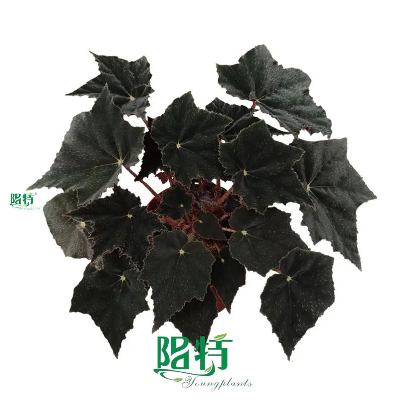 Premium Begonia Young Plants - 30+ Species Available 1