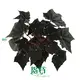 Premium Begonia Young Plants - 30+ Species Available 1