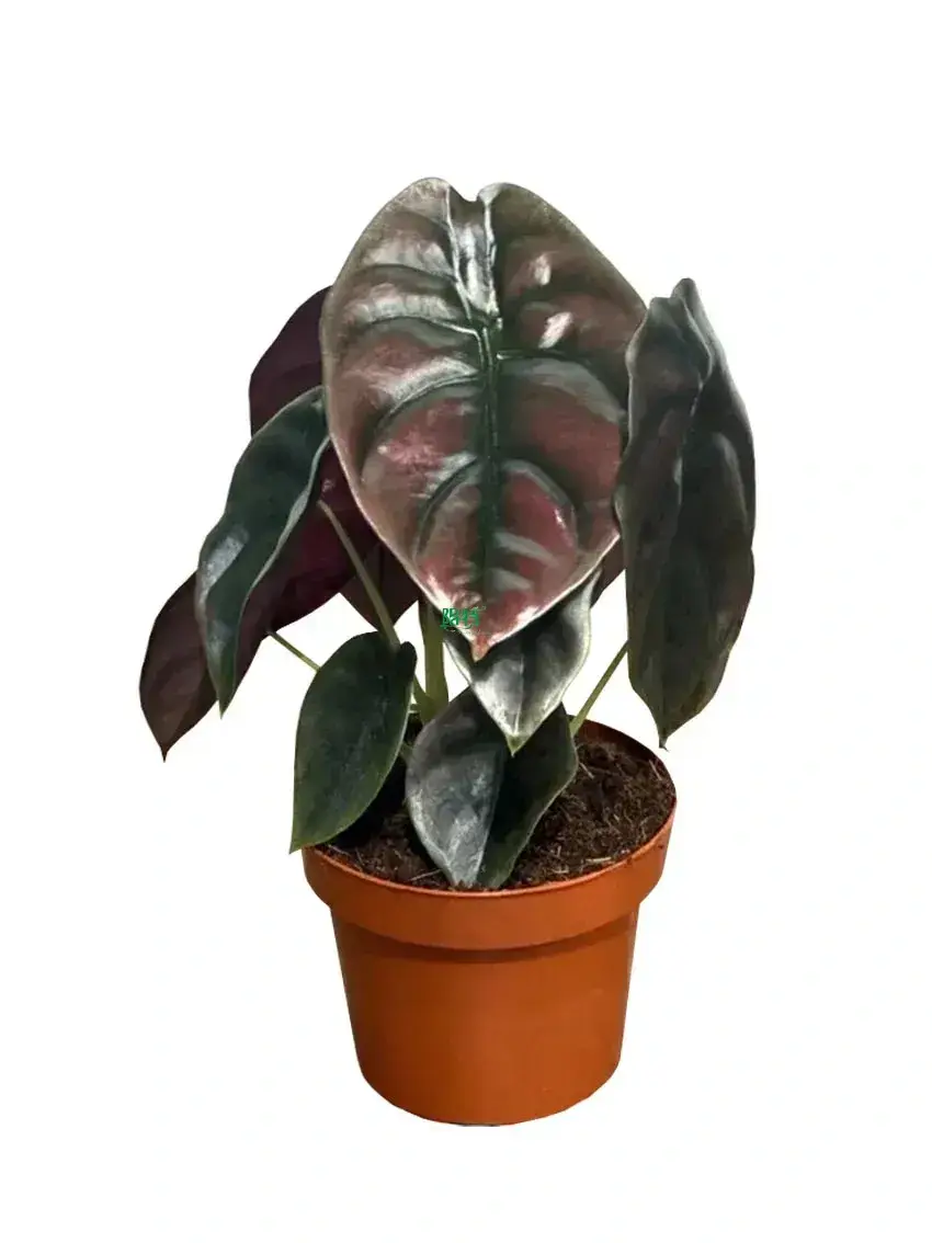 FlexCraft Tissue Culture Tray for Medinilla - Perfect for Flower & Gardening Plant 1