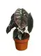 FlexCraft Tissue Culture Tray for Medinilla - Perfect for Flower & Gardening Plant 1