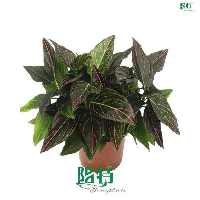 Aglaonema Red Vein - Colorful Tropical Plant 1