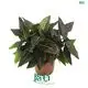 Aglaonema Red Vein - Colorful Tropical Plant 1