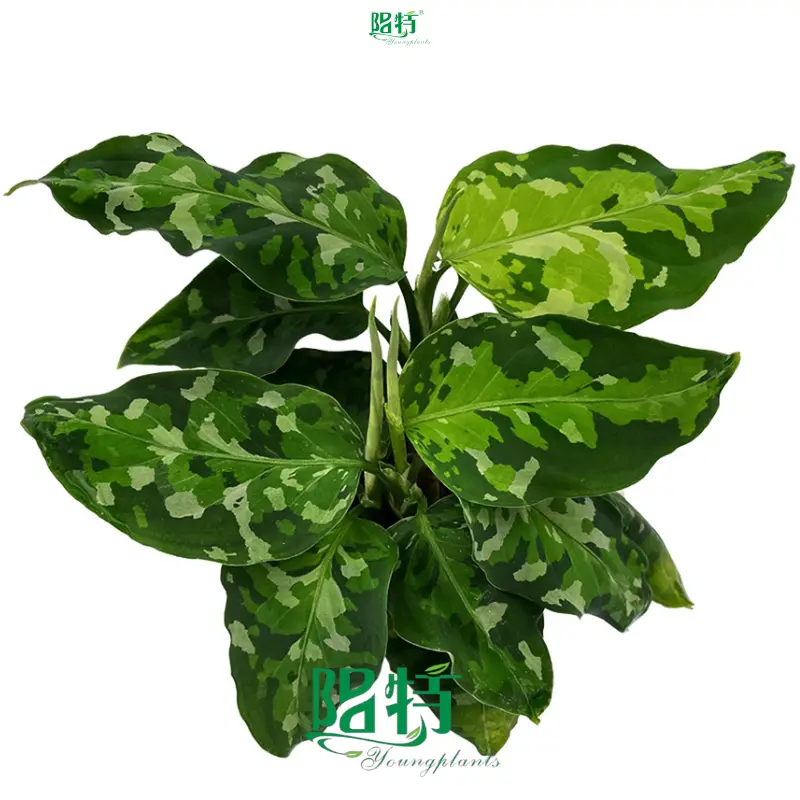 Colorful Aglaonema Collection: Red, Pink, White & Green 1