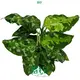 Colorful Aglaonema Collection: Red, Pink, White & Green 1