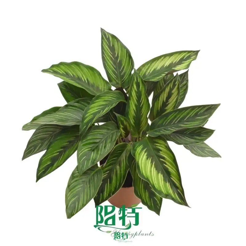 Calathea Tray Plants: High Quality Foliage for Your Garden 1