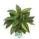 Calathea Tray Plants: High Quality Foliage for Your Garden 1