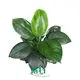 Spathiphyllum Sensation Little Wholesale Plant Tissue Culture 1