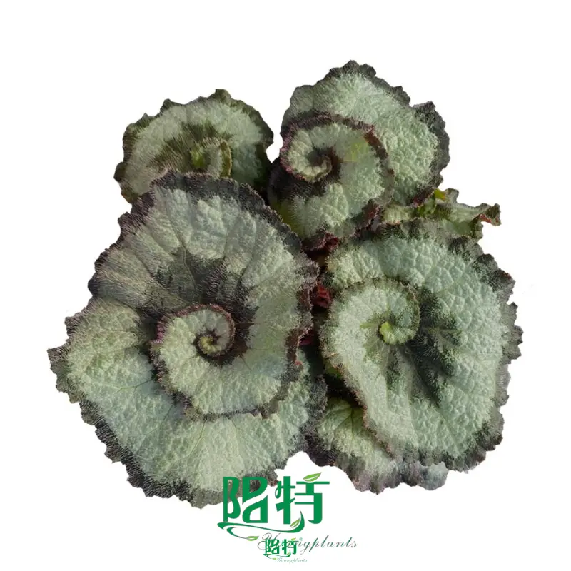 Begonia Tissue Culture Plants: Vibrant Varieties for Ornamental Gardens 1