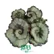 Begonia Tissue Culture Plants: Vibrant Varieties for Ornamental Gardens 1