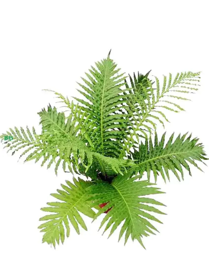 Fern Blechnum Gibbum Tray Plug: Quality-guaranteed Indoor Plant 1