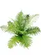 Fern Blechnum Gibbum Tray Plug: Quality-guaranteed Indoor Plant 1
