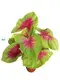Caladium Plant - High-Tech Seedlings for Indoor Gardening 1