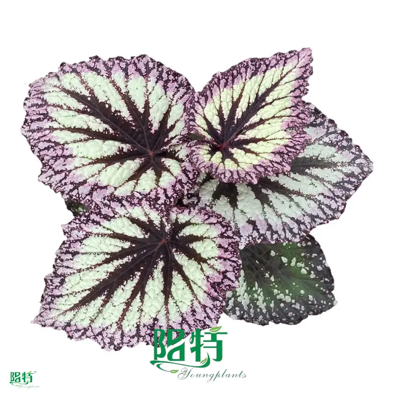 Begonia BeLeaf: Ornamental Trendsetter with Variegated Varieties 1