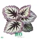Begonia BeLeaf: Ornamental Trendsetter with Variegated Varieties 1