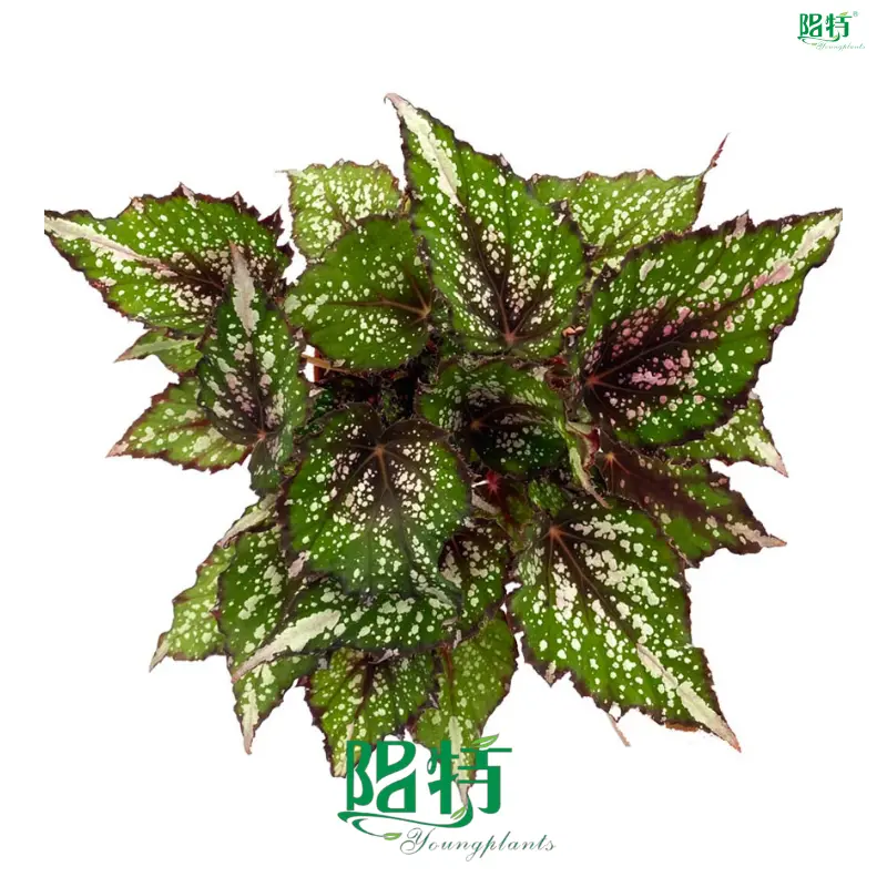 Begonia Wholesale: Rich Varieties, Stable Quality. 1