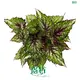 Begonia Wholesale: Rich Varieties, Stable Quality. 1